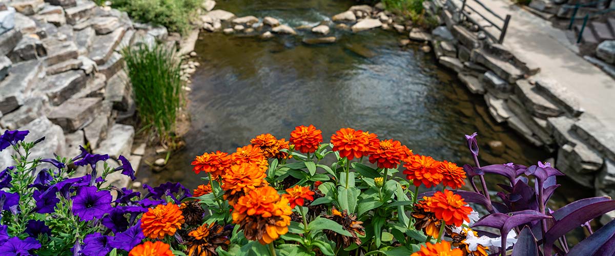 Banner image of Rochester